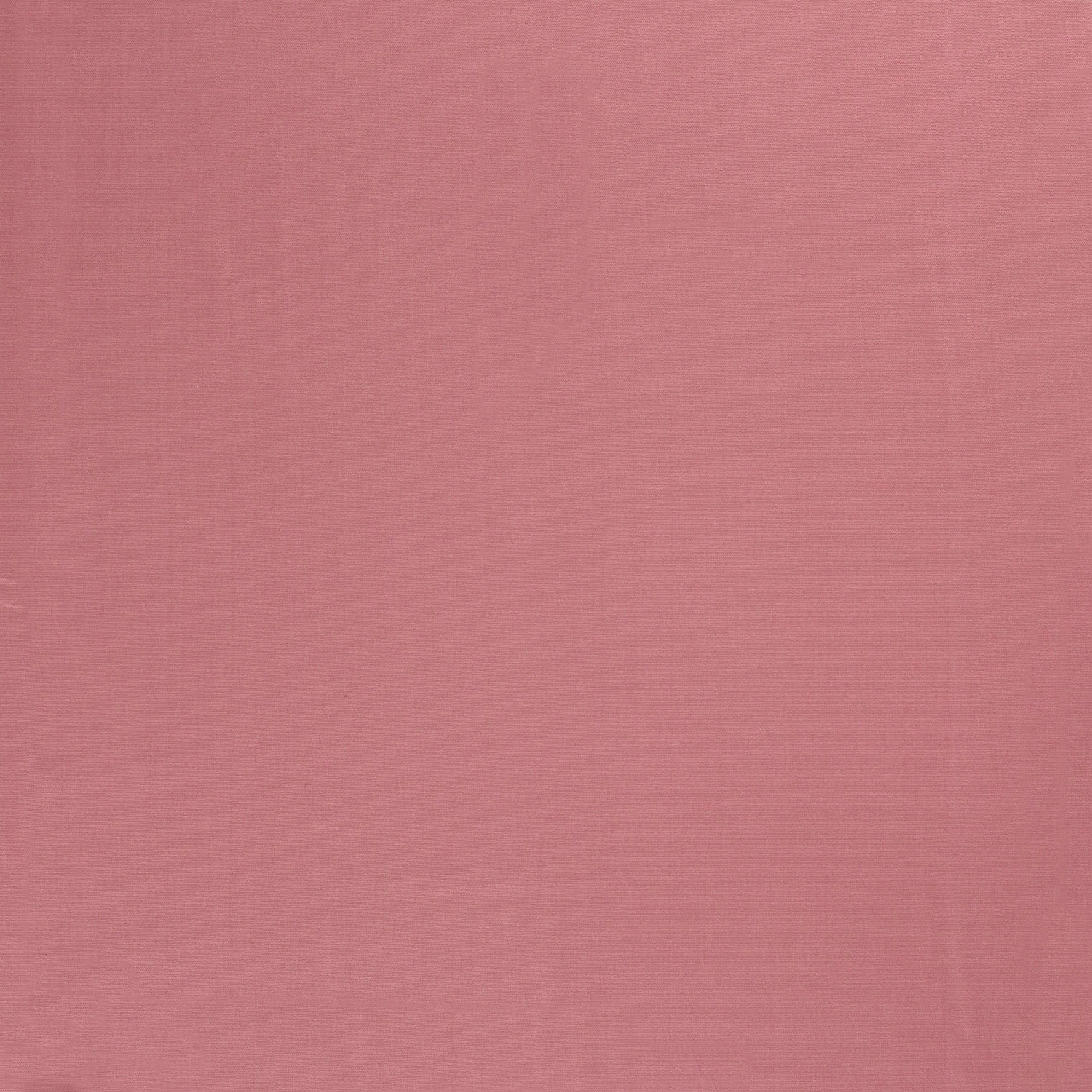 rosa (N013)